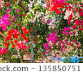 Bougainvillea flower material background 135850751