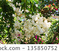 Bougainvillea flower material background 135850752