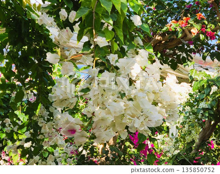 Bougainvillea flower material background Bougainvillea flower material background 135850752