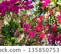 Bougainvillea flower material background 135850753
