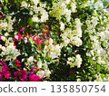 Bougainvillea flower material background 135850754