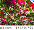 Bougainvillea flower material background 135850755