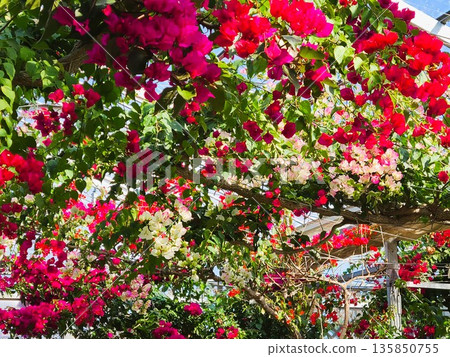 Bougainvillea flower material background Bougainvillea flower material background 135850755