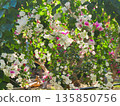 Bougainvillea flower material background 135850756