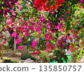 Bougainvillea flower material background 135850757