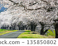 A bank road lined with cherry blossom trees in full bloom 135850802