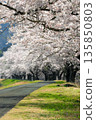 Cherry blossom tunnel and bank_vertical 135850803
