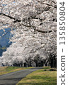 Spring tree-lined road covered with cherry blossoms in full bloom_Vertical 135850804