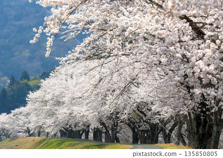 Cherry Blossom Avenue | Bokeh of Cherry Blossoms Cherry Blossom Avenue | Bokeh of Cherry Blossoms 135850805