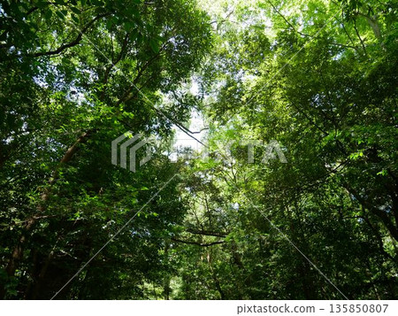 The beautiful approach to Ise Shrine 135850807