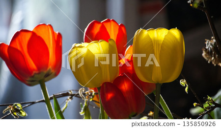 Captivating view of a cluster of tulips, showcasing their radiant colors and graceful forms. Captivating view of a cluster of tulips, showcasing their radiant colors and graceful forms. 135850926