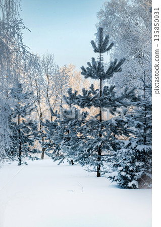 Snow covered pine trees in a serene winter forest landscape with soft sunlight Snow covered pine trees in a serene winter forest landscape with soft sunlight 135850931