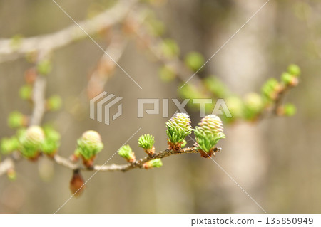 清裡早春景色 135850949