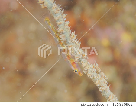 Glass haze 135850962