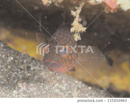 Young striped grouper? 135850963