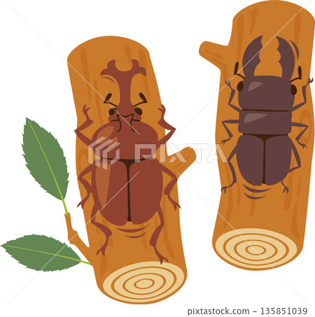 Rhinoceros beetle and stag beetle 135851039