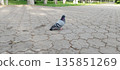 Pigeon with iridescent neck feathers stands on a gray, zigzag-patterned paved path in a park, with green grass and trees in the sunlit background. 135851269