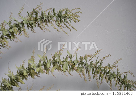含羞草花,春意盎然 含羞草花,春意盎然 135851463