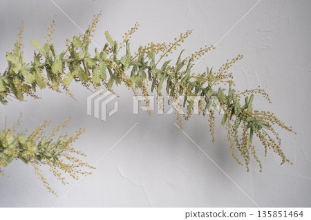含羞草花，春意盎然 135851464