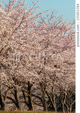 清晨的陽光灑在高渡川沿岸盛開的櫻花樹上，閃閃發光。 135851764