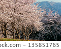 A spring landscape of snow-capped mountains and cherry blossoms in full bloom 135851765