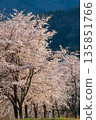 Bathed in morning light | Cherry blossoms in full bloom with mountain background | Vertical 135851766