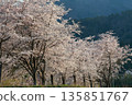 Pale pink cherry blossom trees shining against the mountains 135851767