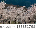 Spring cherry blossoms blooming along the banks of the Takatoki River 135851768