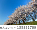 Clear blue sky and the cherry blossom banks of the Takatoki River 135851769