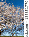 Cherry blossom trees in full bloom against the vivid blue sky_Vertical 135851770