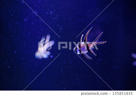 Tropical fish swimming underwater, Pterapogon caudernii (Bungai cardinalfish) Tropical fish swimming underwater, Pterapogon caudernii (Bungai cardinalfish) 135851835