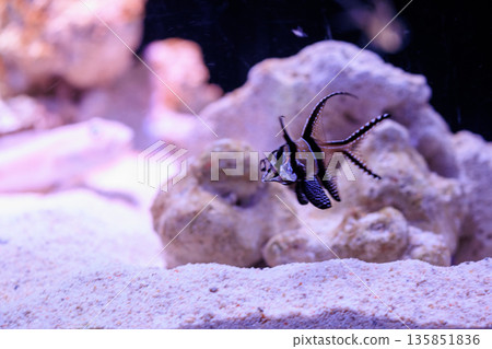熱帶魚在水下游動,Pterapogon caudernii(布蓋豚鯛) 熱帶魚在水下游動,Pterapogon caudernii(布蓋豚鯛) 135851836