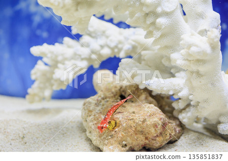 紅寶石龍魚(水族館珊瑚缸中的熱帶魚) 紅寶石龍魚(水族館珊瑚缸中的熱帶魚) 135851837