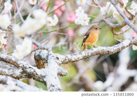 A charming Daurian redstart perched on a plum tree A charming Daurian redstart perched on a plum tree 135851860