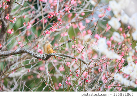 A charming Daurian redstart perched on a plum tree A charming Daurian redstart perched on a plum tree 135851865