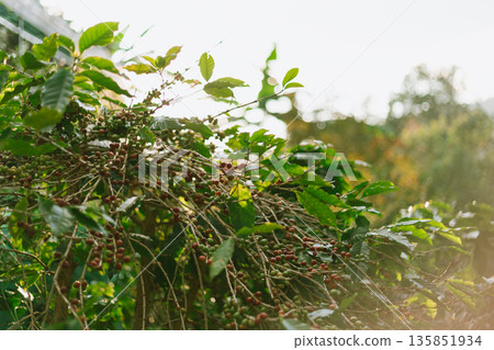 Coffee tree in coffee plantation in agriculture farm Coffee tree in coffee plantation in agriculture farm 135851934
