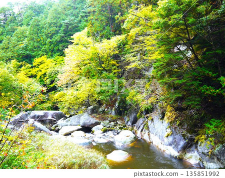 Autumn leaves of Shosenkyo Gorge Autumn leaves of Shosenkyo Gorge 135851992
