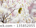 A charming Japanese white-eye perched on a plum tree 135852055