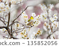 A charming Japanese white-eye perched on a plum tree 135852056
