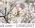 A charming Japanese white-eye perched on a plum tree 135852057
