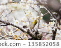 A charming Japanese white-eye perched on a plum tree 135852058