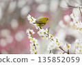 A charming Japanese white-eye perched on a plum tree 135852059