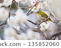 A charming Japanese white-eye perched on a plum tree 135852060