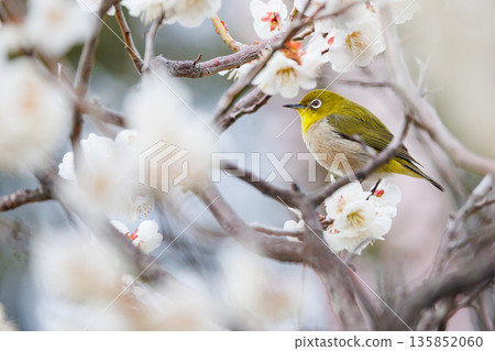 A charming Japanese white-eye perched on a plum tree 135852060