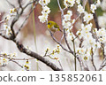 A charming Japanese white-eye perched on a plum tree 135852061