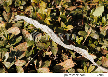Snake's shell Snake's shell 135852080