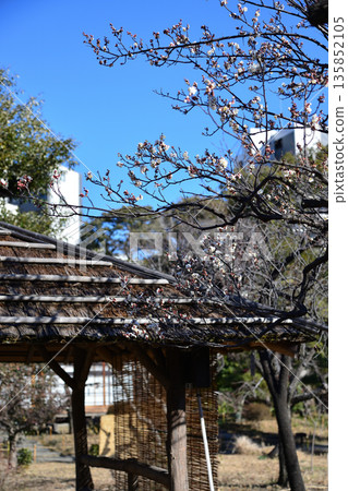 Plum blossoms beginning to bloom at Mukojima Hyakkaen Plum blossoms beginning to bloom at Mukojima Hyakkaen 135852105