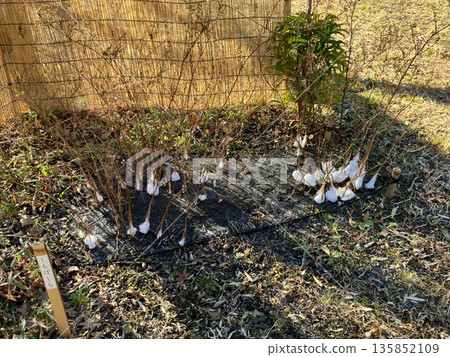 Ice flowers on Shimobashira at Mukojima Hyakkaen Ice flowers on Shimobashira at Mukojima Hyakkaen 135852109