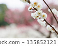 Plum blossoms telling the arrival of spring 135852121