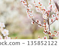 Plum blossoms telling the arrival of spring 135852122